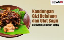 Infografis Kandungan Gizi Belalang dan Ulat Sagu yang Berpotensi Jadi Menu MBG