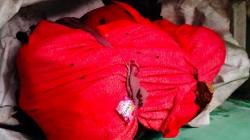 Polisi Tangkap Pembunuh Wanita yang Mayatnya Dibungkus Kain di Bantul