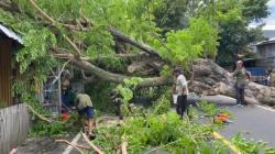 Pohon Tumbang Timpa Rumah dan Kios di Ternate, Warga Marah karena Pemerintah Dinilai Lalai<