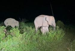 Belasan Gajah Liar Serbu Permukiman di Pekanbaru, 1,5 Hektare Kebun Semangka Ludes<