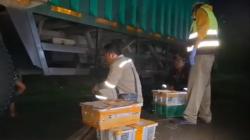 Geledah Truk Mencurigakan, Petugas Temukan 982 Burung di Pelabuhan Bakauheni