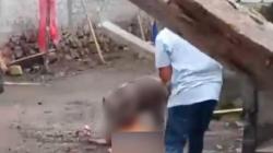 Serangan Babi Hutan di Ternate Maluku Utara, Ibu dan Anak Luka Berat<