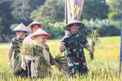 Potret Panen Padi untuk Ketahanan Pangan Nasional 