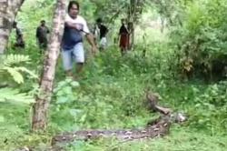 Ular Piton 7 Meter Mangsa Sapi di Buton Selatan, Pemiliknya Emosi Langsung Dipotong<