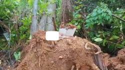 Pohon Besar Tumbang Rusak Permakaman di Palembang, Mayat Terangkat ke Luar<