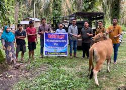 PT SSL Salurkan Bantuan Sapi Betina, Dukung Ketahanan Pangan Petani<