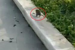 Viral Serangan Tikus di IKN, Kejar-kejaran dengan Wisatawan<