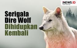 Infografis Punah 12.500 Tahun Lalu, Serigala Dire Wolf Berhasil Dihidupkan Kembali!