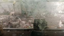 Pria di Surabaya Ditemukan Tewas Mengenaskan, Jasad Diduga Dimakan 10 Anjing Peliharaannya<