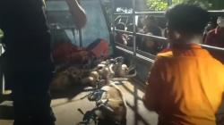 Diduga Makan Jasad Majikannya, 10 Anjing Peliharaan di Surabaya Dievakuasi Petugas<