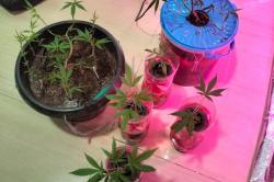 Tanam Ganja di Pot, Mahasiswa asal Tambun Bekasi Ditangkap Polisi