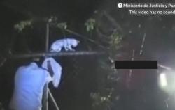 6 Fakta Kucing Dijadikan Kurir Selundupkan Narkoba ke Penjara, Nomor 1 Bikin Miris