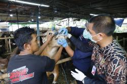 Pemeriksaan Kesehatan Hewan Kurban Jelang Perayaan Iduladha