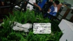 Perayaan Persib Juara Liga 1 Makan Korban, 1 Bobotoh Tewas Jatuh dari Flyover Pasupati<