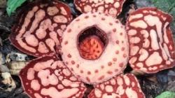 Fenomena Langka di Hutan Muratara, Warga Temukan Bunga Rafflesia Hasseltii sedang Mekar<