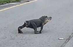 Viral Buaya Tanpa Ekor Nyeberang Jalan, Netizen Kasihan