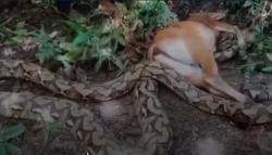 Mengerikan! Ular Piton 9 Meter Mangsa Sapi Kurban di Buton Tengah