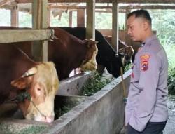 Presiden Prabowo Beli Sapi Milik Polisi di Padang Panjang untuk Hewan Kurban