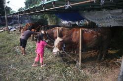 Ciri-Ciri Hewan Kurban Iduladha yang Layak dan Sehat, Teliti saat Memilih