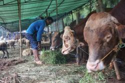Kementan Pastikan Stok Hewan Kurban Cukupi Kebutuhan Nasional, Surplus 800.000 Ekor