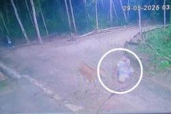 Viral Aksi Pencuri Sapi di Sampang Terekam CCTV, Pelaku Masih Misterius