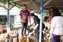 Anggota DPRD DKI Ingin Ada BPJS untuk Hewan: Tak Semua Pemilik Hewan Kalangan Mampu