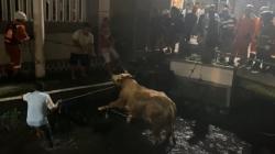 Sapi Kurban Ngamuk Kabur dan Tercebur ke Sungai di Jombang, Evakuasi Berlangsung 4 Jam