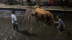 Berhasil Dievakuasi, Sapi Kurban yang Tercebur Sungai di Jombang Disembelih Besok <