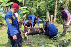 Drama Iduladha: Sapi Ngamuk, Damkar Turun Tangan hingga Jadi Jagal Dadakan