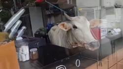 Sapi Masuk Kafe di Tanah Datar Terekam CCTV, Karyawan Panik Berhamburan Keluar<