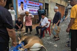 Legislator Partai Perindo Hamsudin Berkurban 6 Sapi di Iduladha, Semangat Berbagi dan Persaudaraan<