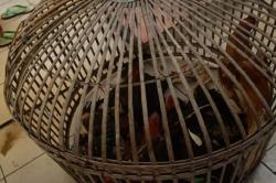 Gerebek Arena Sabung Ayam di Cimenyan Bandung, 18 Orang Ditangkap Polisi