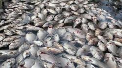 Ribuan Ikan Mati di Banjar Jelang Panen, Petambak Rugi Puluhan Juta Rupiah<