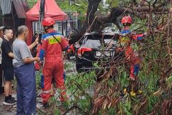 Cegah Pohon Tumbang saat Cuaca Ekstrem, Ini Upaya Pemprov Jakarta