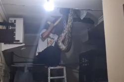 Ngeri! Ular Piton 5 Meter Jebol Plafon Ruang Tahanan Polsek Tanjung Bumi, Polisi Panik!