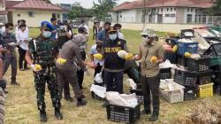 Lebih dari 14 Ton Mangga Ilegal asal Thailand Dimusnahkan di Asahan<