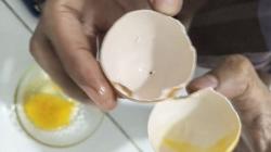 Warga Kolaka Utara Dikejutkan Temuan Telur Ayam Diduga Palsu, Isinya Kental seperti Jel<