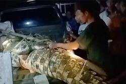 Buaya Muara Pemangsa Warga Tanggamus Ditangkap, Panjang Capai 4,5 Meter<
