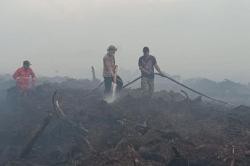 Karhutla di Muarojambi Landa 265 Hektare Lahan Gambut, Petugas Kewalahan Padamkan Api