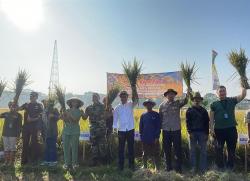 Bupati Bandung Panen Raya Padi di Dayeuhkolot, Produksi Tembus 10 Ton per Hektare<