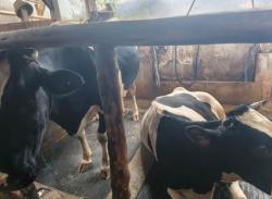 Misterius! 16 Sapi di Bandung Barat Mati Mendadak, Peternak Rugi Ratusan Juta<