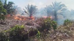 Daftar 4 Perusahaan Ditindak akibat Karhutla di Riau<