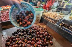 Harga Jengkol Nyaris Setara Daging Sapi, Tembus Rp120 Ribu per Kg!