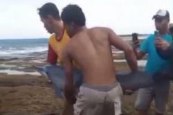Heboh! Lumba-Lumba Terdampar di Pantai Legon Pari Lebak, Evakuasi Dramatis<