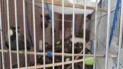 Ratusan Burung Selundupan dari Thailand Dimusnahkan di Kualanamu, Poksay hingga Cica Daun <