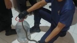 Tasyakuran Kemerdekaan, Warga Pekalongan Dikejutkan Kemunculan Ular Kobra<