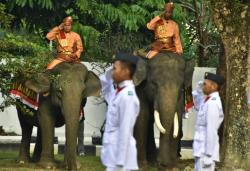 Unik! 2 Gajah di Riau Jadi Petugas HUT RI, Ini Pesan Khususnya<
