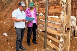 Legislator Perindo Yusuf Bora Beri Bantuan 11 Sapi, Warga Sumba Barat Daya Bersyukur