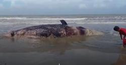 Penampakan Paus 7 Meter Mati Terdampar di Pantai Halmahera Selatan<