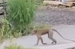 Geger! Kera Ekor Panjang Turun Gunung Serang Bocah 5 Tahun di Pasuruan<